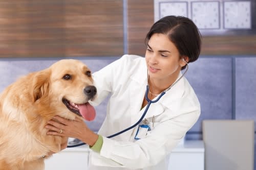 vet with dog 