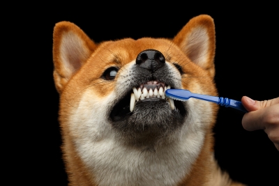 Dental Cleaning for Your Pet