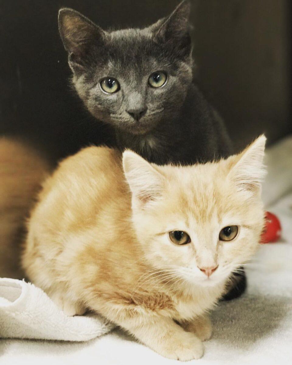 Cat Cancer Treatment in Campbell, CA, and Saratoga, CA