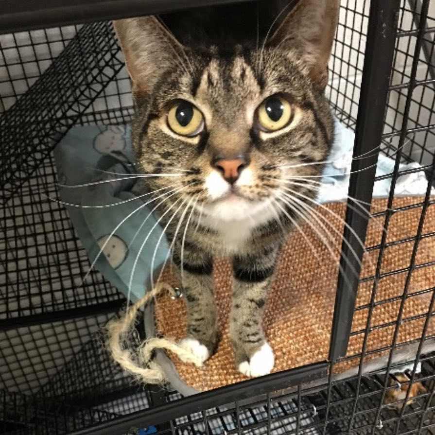 Cat at the vet
