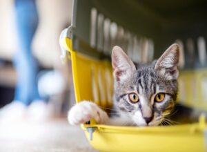 Kitten In A Pet Travel Carrier in Campbell and Saratoga