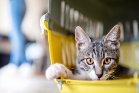 kitten in a pet travel carrier