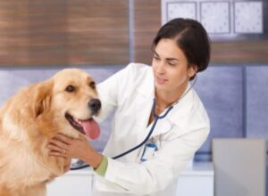 Pet Safety by Reed Animal Hospital