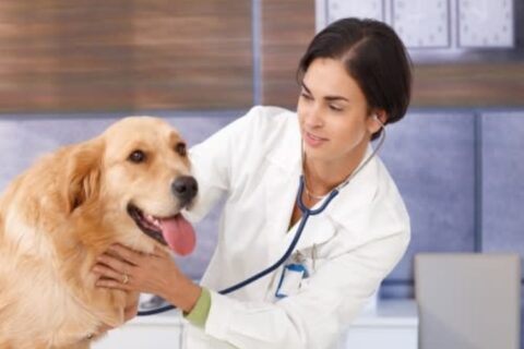 Pet Safety by Reed Animal Hospital