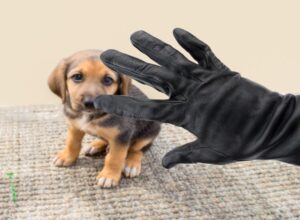 Reed Animal Hospital helps protect dogs from theft in Campbell & Saratoga, CA.
