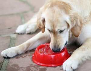 Dog drinking water from a bowl at Reed Animal Hospital