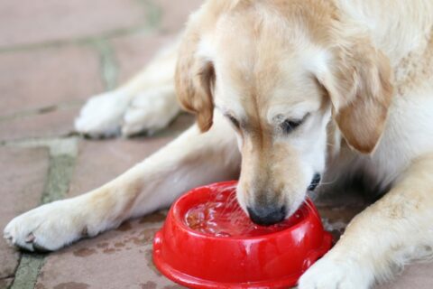 Dog drinking water from a bowl at Reed Animal Hospital