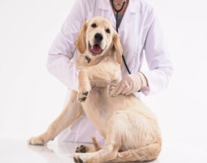 Pet Insurance in Campbell & Saratoga