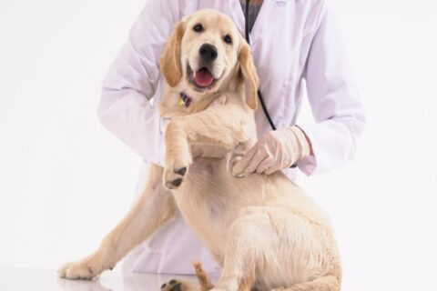 Pet Insurance in Campbell & Saratoga