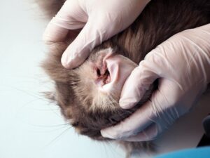 The veterinarian removes the dirt from the cat's ear at Reed Animal Hospital