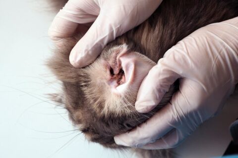 The veterinarian removes the dirt from the cat's ear at Reed Animal Hospital