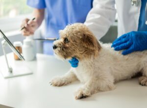 Vet examining dog in Campbell and Saratoga, CA