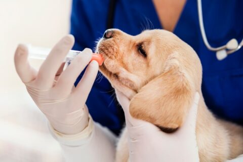 Pet check up and vaccination in Campbell & Saratoga, CA