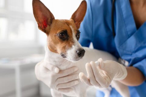 Young Dog Examination at Vet's in Campbell and Saratoga, CA