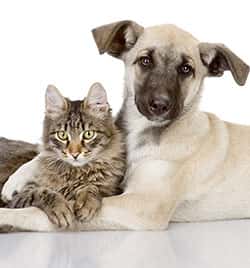 Comprehensive Veterinarian Service