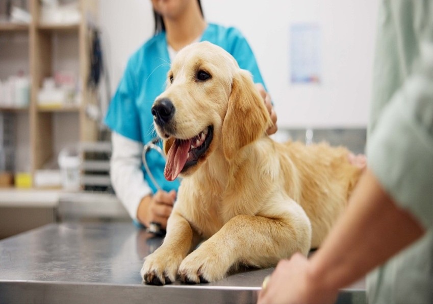 Soft tissue surgery for pets at a veterinary clinic in Campbell and Saratoga, CA
