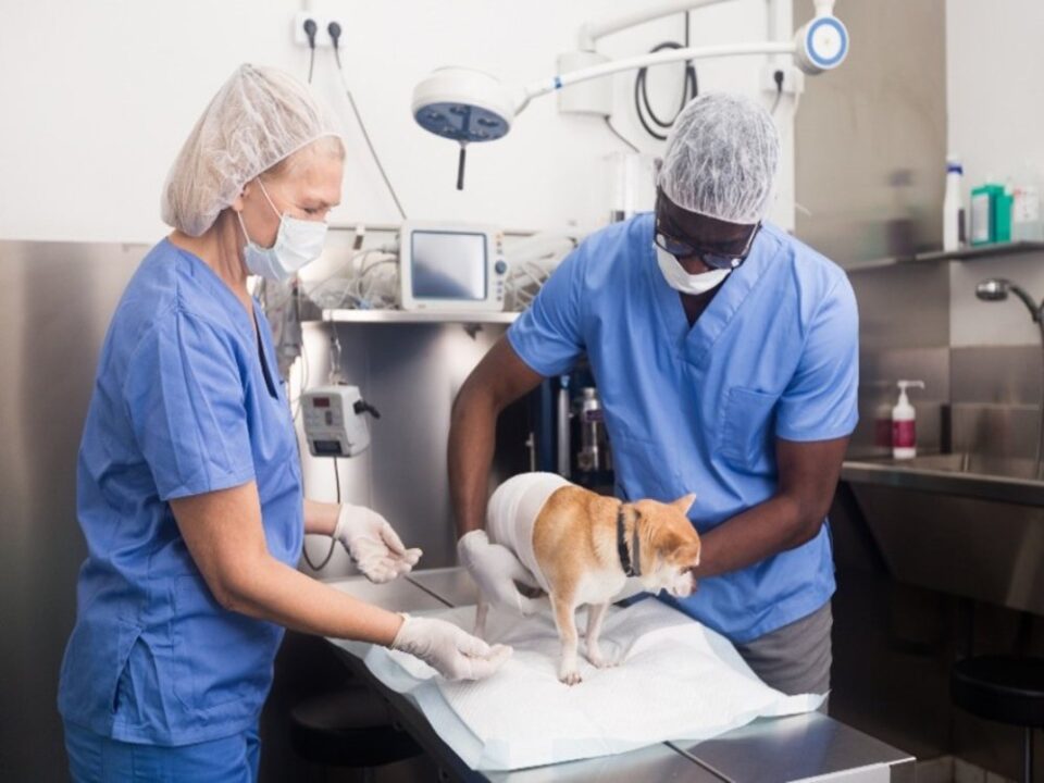 Orthopedic surgery for pets treating joint and bone injuries in Campbell and Saratoga, CA