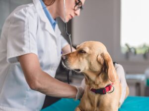 Senior dog displaying behavioral changes associated with cognitive decline