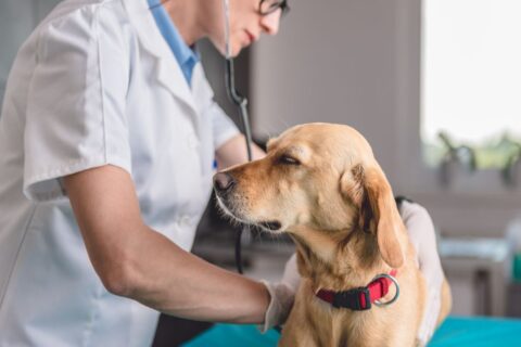Senior dog displaying behavioral changes associated with cognitive decline