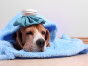 Dog showing common overheating symptoms while resting in a warm outdoor area