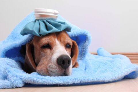 Dog showing common overheating symptoms while resting in a warm outdoor area