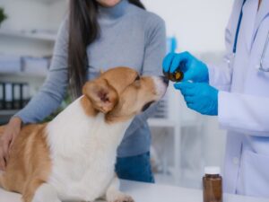 Pet owner reviewing signs and symptoms of xylitol poisoning in dogs and cats