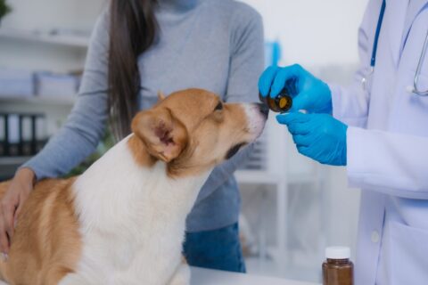 Pet owner reviewing signs and symptoms of xylitol poisoning in dogs and cats